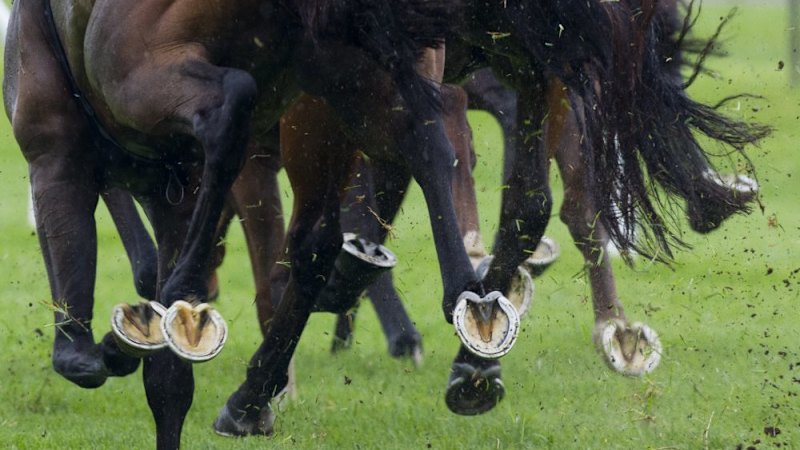 Race-by-race Preview and Tips for Friday’s Meeting at Lismore