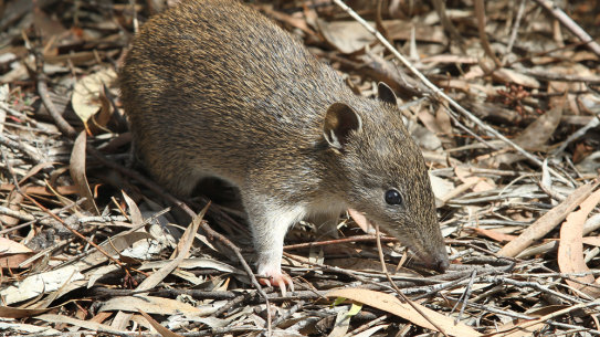A southern brown bandicoot at the Cranbourne Royal Botanic Gardens.