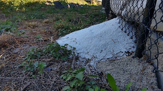 A bag full of nurdles – plastic in its embryonic form – splits open and spills from one of the riverside sites surveyed in Melbourne.