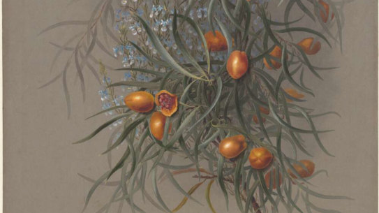 Gumby Gumby, or native apricot, comes from inland Australia including the Wiradjuri lands of central NSW.