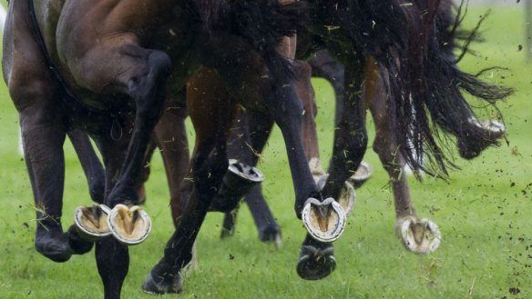 Clarence River Jockey Club hosts the Grafton Cup on Thursday.