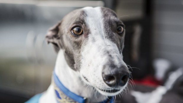 No more muzzles: Retired greyhounds not dangerous, state decides