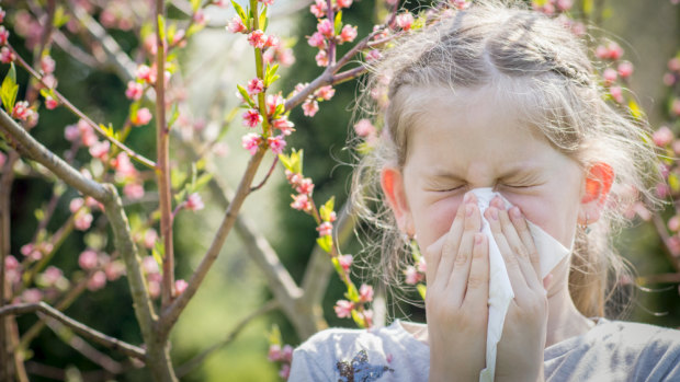 Nothing to sneeze at: Why so many Australians suffer from hay fever