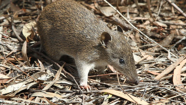 The urban bandicoot that could stop the bulldozers