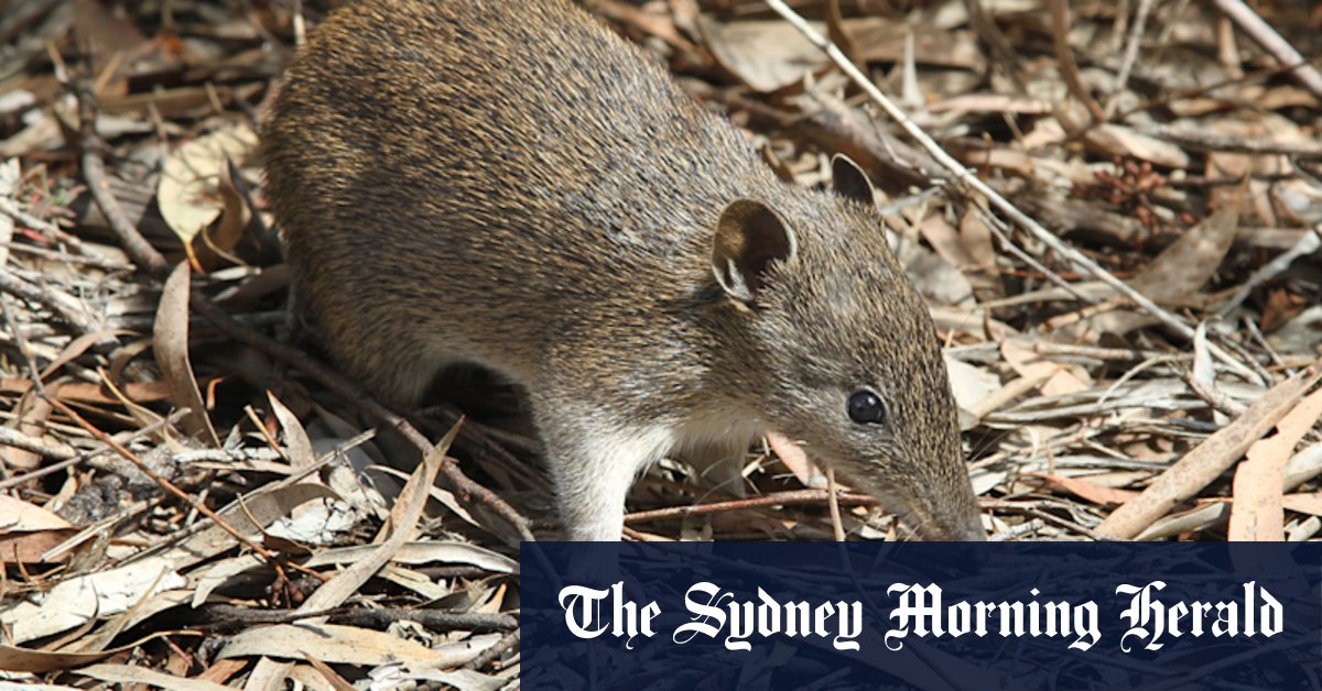 New housing is being built in Cranbourne. But it's not good news for the (furry) locals - Vimarsana News