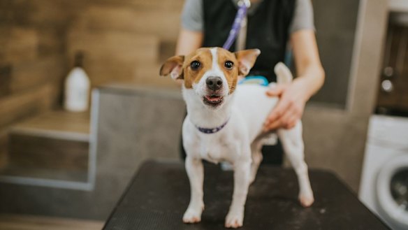 Pets are being more pampered than ever.