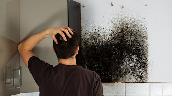 Mould is just one of the common pollutants in the home.