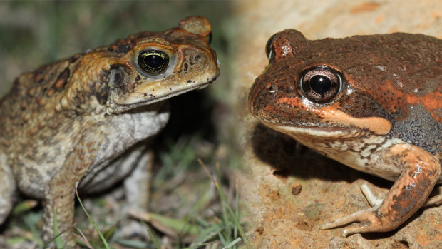 Mistaken identity: Cane toad look-alike causes confusion in Canberra. Left: The cane toad. Right: The native frog the eastern banjo frog.