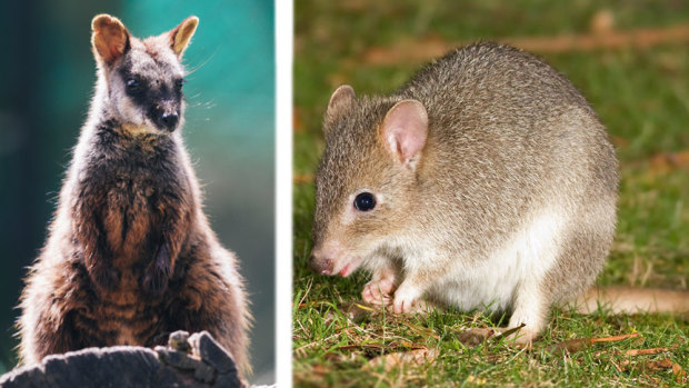 Short listed: Either the Southern Brush-Tailed Rock Wallaby, left, and eastern bettong will become the ACT's animal emblem.