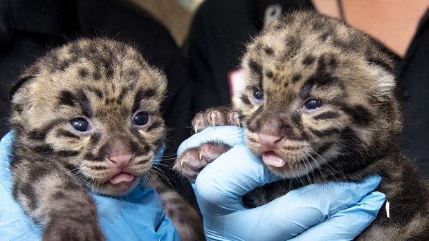 Newborn clouded leopards are held by a staff member for their neonatal exams at the zoo in Miami. 
