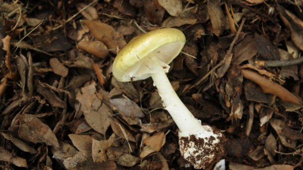 Health authorities have warned Canberrans to not pick wild mushrooms, after death cap mushrooms, like the one pictured, were found by ACT rangers.