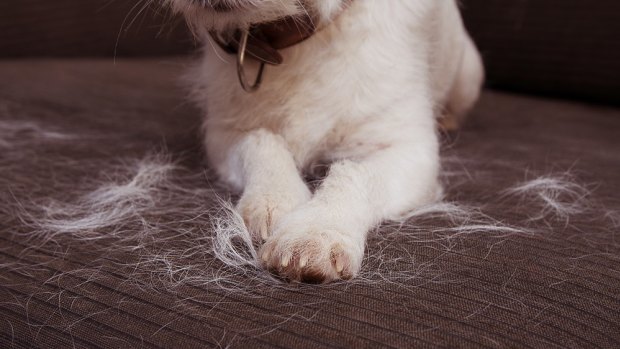 Managing the areas where your pet sheds fur can help allergy symptoms