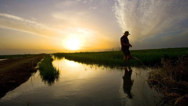 A Murrumbidgee rice farmer inspects his crop.