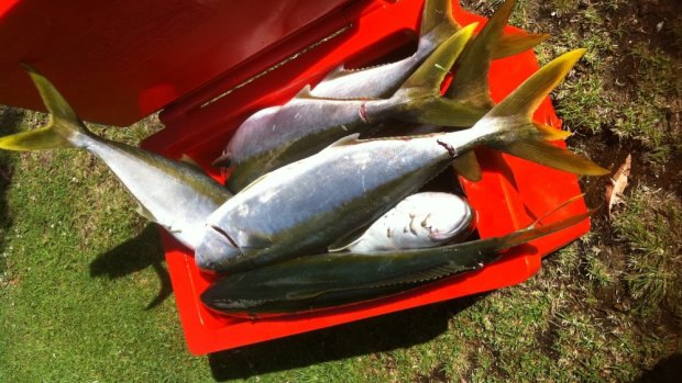 Wild-caught yellowtail kingfish are now a rarity. 