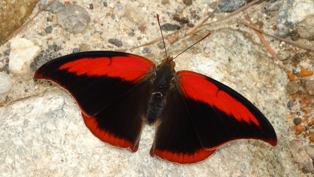 Polygrapha suprema, a rare endangered butterfly from the mountains of Brazil, one of the "flagship" species suggested by researchers.