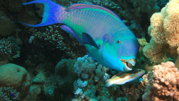 Parrotfish are natural coral cleaners, and coral bleaching has gifted them a buffet of algae.