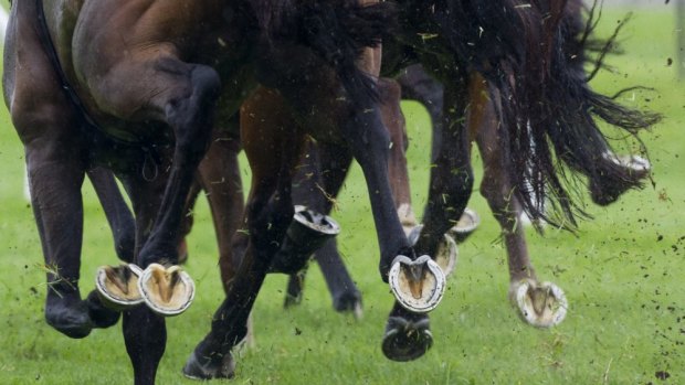 Racehorses have been included in Queensland building company assets to help boost financial reports, the state's building commission says.