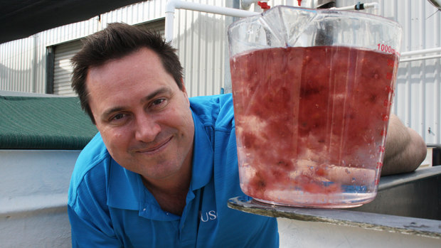 USC Professor Nick Paul with the fluffy pink seaweed that can completely eliminate methane emissions from cows.
