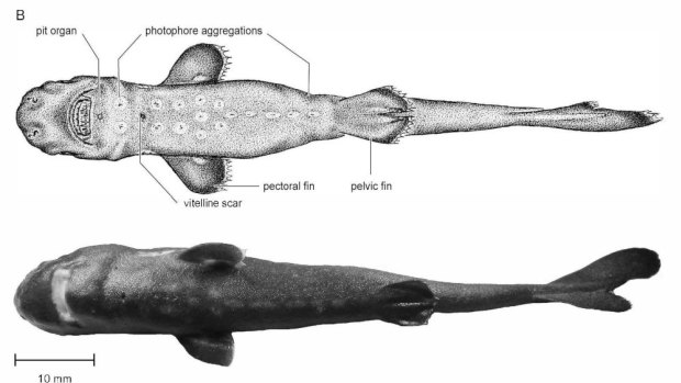 The pocket shark Mollisquama mississippiensis.