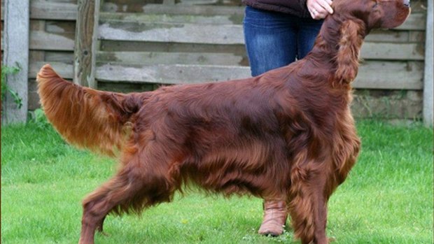 An Irish Red Setter dog, similar to the breed of dog involved in the fire.