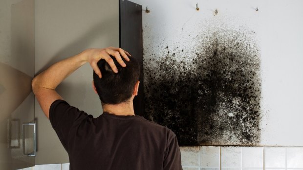 Mould is just one of the common pollutants in the home.