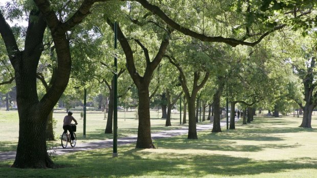 Thousands of people have emailed love letters to trees in the City of Melbourne