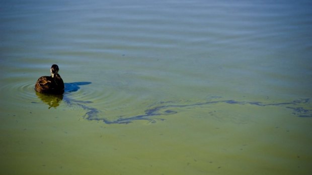 The survey is aimed at stopping nutrient flows into waterways which can cause algal blooms.
