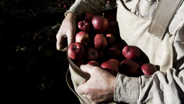 Labour hire services who work with fruit pickers will soon be required to be licensed.