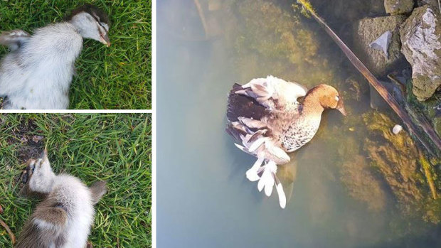 ACT Parks and Conservation is investigating a report a group of men killed a duck and ducklings on the 7th hole of Gold Creek Country Club about 5.35pm last Saturday, November 3.