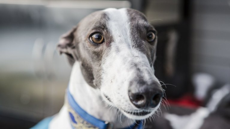 australian greyhound sales