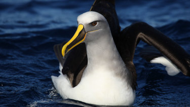 A Buller's albatross, photographed by bird watchers off the NSW coast.