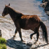 Aerial shooting of feral horses approved by NSW government