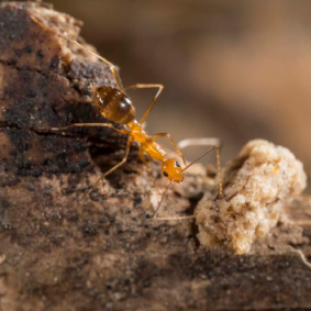 Yellow crazy ants spray formic acid to blind their prey. 