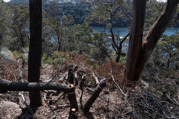 The destruction of 265 trees in Castle Cove has exposed water views.