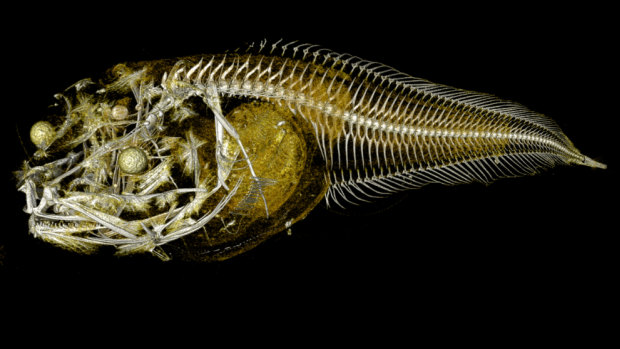 A CT scan shows the insides of one of three newly discovered species of snailfish, recently found in the Atacama Trench.