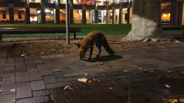 A fox roams the grounds of UNSW last weekend.