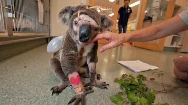 A koala injured after being struck by a car, from the Koala Crisis Facebook page.