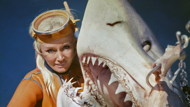 Valerie Taylor and a shark in the 1970s.