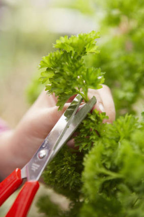 The parsley is protected from hungry wildlife.