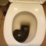 It came in through the bathroom window: Snake found in share house toilet