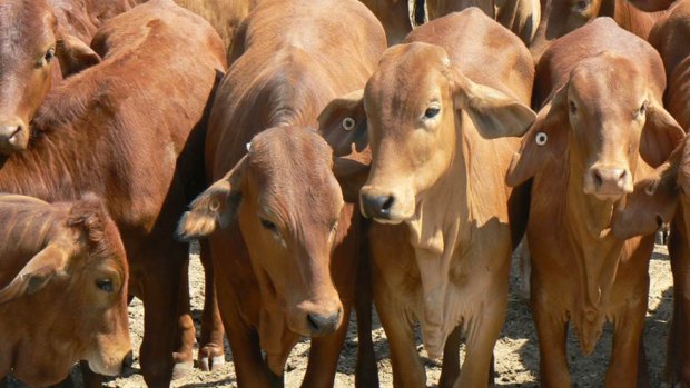 The property comes with 11,000 head of cattle.