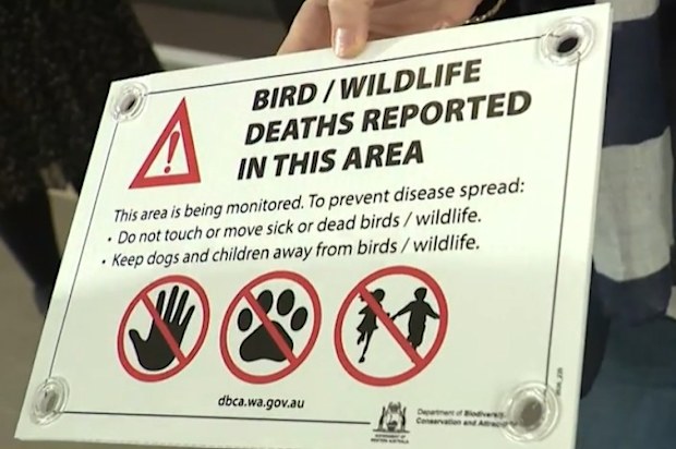 Australia’s first case of the deadly H5 bird flu has been officially confirmed, with a second infection currently under investigation.