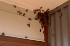Residents across Sydney and southern NSW have reported a huge influx of moths in and around their homes recently.