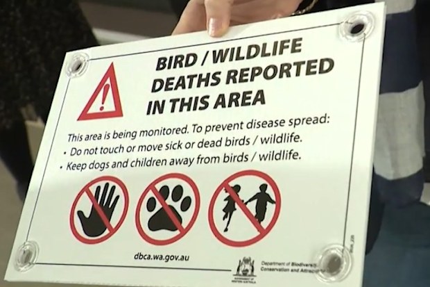 Australia’s first case of the deadly H5 bird flu has been officially confirmed, with a second infection currently under investigation.