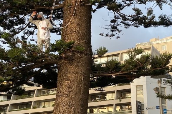 A protester in a koala onesie took up residence in one of Manly’s iconic Norfolk pines in a protest against native logging on the International Day of Forests.
