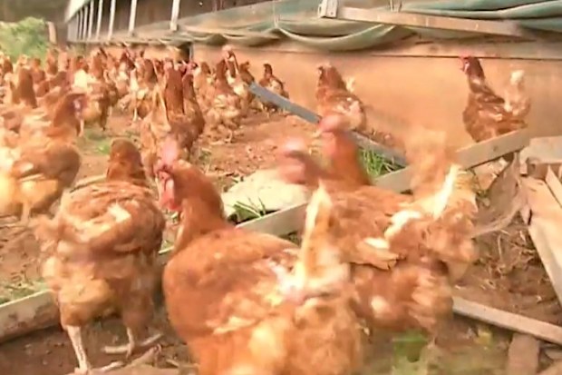 WA poultry farm