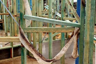 The skin of a 2.5m boa constrictor found at a construction site in Silverdale.