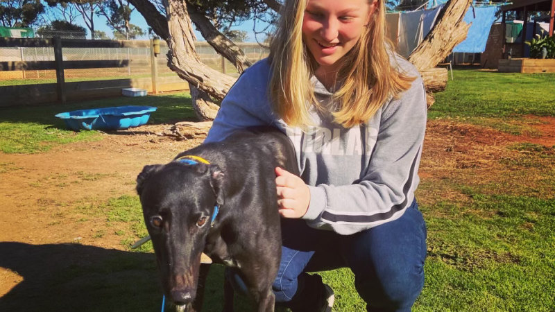 Backmans greyhound supplies sales