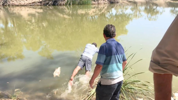 Independent MP Jeremy Buckingham jumps into the Darling River after vomiting off-camera.