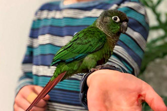 After much research, we got a young green-cheeked conure.